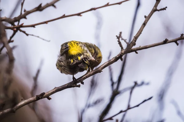 选择性聚焦照片 Siskin鸟在树上 Spinus Spinus — 图库照片