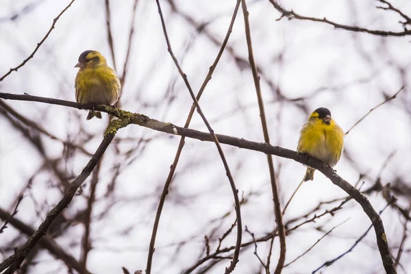 Seçici Odak Fotoğrafı Siskin Kuş Ağaçta Spinus Spinus — Stok fotoğraf