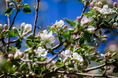 Seçici odak fotoğrafı. Çiçek açan elma ağacı