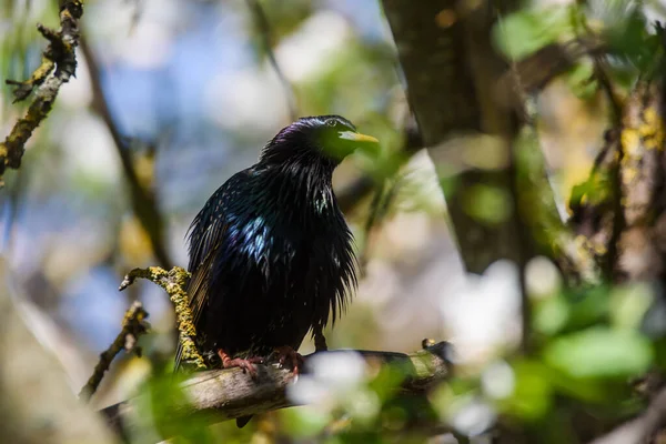 Seçici odak fotoğrafı. Elma ağacındaki sığırcık kuşu.