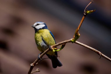 Selective focus photo. Blue tit bird on branch of grape tree.
