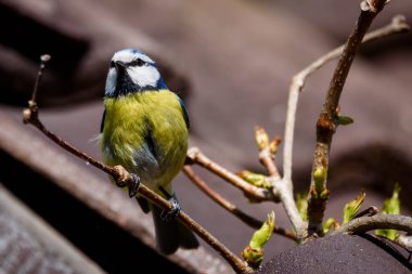 Selective focus photo. Blue tit bird on branch of grape tree.