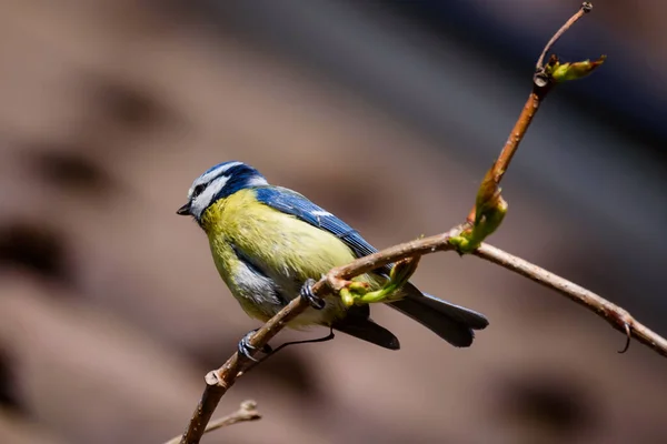 Selective focus photo. Blue tit bird on branch of grape tree.