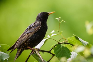 Seçici odak fotoğrafı. Ağaçtaki sığırcık kuşu.