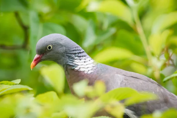 Photo Mise Point Sélective Pigeon Des Bois — Photo