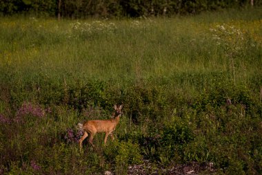 Seçici odak fotoğrafı. Ormanın yakınındaki çayırda Roe Geyiği.