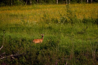 Seçici odak fotoğrafı. Ormanın yakınındaki çayırda Roe Geyiği.