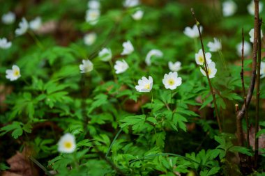 Seçici odak fotoğrafı. Ahşap şakayık çiçekleri, Anemone nemorosa.