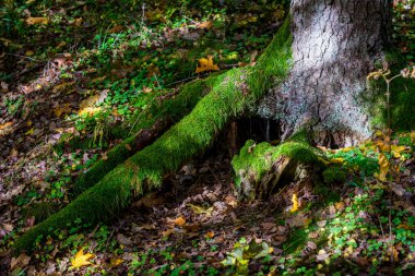 Seçici odak fotoğrafı. Ağaç gövdesinde yeşil yosun.