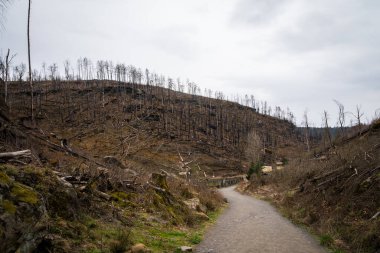 HRENSKO, CZECH Cumhuriyet. 30 Mart 2025. Dağlarda yanmış ağaçlar olan Pravciska Brana vadisi. Pravciska brana Çek Cumhuriyeti 'nin Bohemian İsviçre' sinde bulunan dar bir kaya formasyonudur..