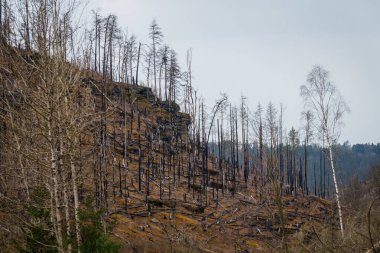 HRENSKO, CZECH Cumhuriyet. 30 Mart 2025. Dağlarda yanmış ağaçlar olan Pravciska Brana vadisi. Pravciska brana Çek Cumhuriyeti 'nin Bohemian İsviçre' sinde bulunan dar bir kaya formasyonudur..