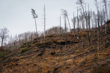HRENSKO, CZECH Cumhuriyet. 30 Mart 2025. Dağlarda yanmış ağaçlar olan Pravciska Brana vadisi. Pravciska brana Çek Cumhuriyeti 'nin Bohemian İsviçre' sinde bulunan dar bir kaya formasyonudur..