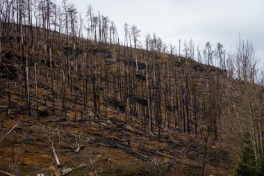 HRENSKO, CZECH Cumhuriyet. 30 Mart 2025. Dağlarda yanmış ağaçlar olan Pravciska Brana vadisi. Pravciska brana Çek Cumhuriyeti 'nin Bohemian İsviçre' sinde bulunan dar bir kaya formasyonudur..