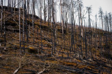 HRENSKO, CZECH Cumhuriyet. 30 Mart 2025. Dağlarda yanmış ağaçlar olan Pravciska Brana vadisi. Pravciska brana Çek Cumhuriyeti 'nin Bohemian İsviçre' sinde bulunan dar bir kaya formasyonudur..