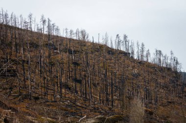 HRENSKO, CZECH Cumhuriyet. 30 Mart 2025. Dağlarda yanmış ağaçlar olan Pravciska Brana vadisi. Pravciska brana Çek Cumhuriyeti 'nin Bohemian İsviçre' sinde bulunan dar bir kaya formasyonudur..