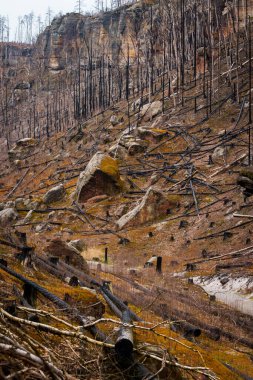 HRENSKO, CZECH Cumhuriyet. 30 Mart 2025. Dağlarda yanmış ağaçlar olan Pravciska Brana vadisi. Pravciska brana Çek Cumhuriyeti 'nin Bohemian İsviçre' sinde bulunan dar bir kaya formasyonudur..