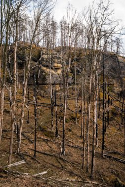 HRENSKO, CZECH Cumhuriyet. 30 Mart 2025. Dağlarda yanmış ağaçlar olan Pravciska Brana vadisi. Pravciska brana Çek Cumhuriyeti 'nin Bohemian İsviçre' sinde bulunan dar bir kaya formasyonudur..