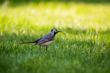 Seçici odak fotoğrafı. Beyaz kuyruklu kuş, Motacilla alba.