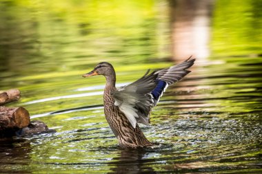 Mallard ördeği, Anas platyrhynchos bir nehirde duruyor ve kanatlarını genişçe açıyor, canlı yanardöner mavi kanat tüylerini (spekulum) ortaya çıkarıyor. Letonya 'nın kırsal kesimlerinde güneşli bir yaz günü yakalanan bu resim, yaygın su kuşu davranışlarını sergiliyor.