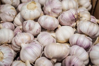 Mor çizgili taze sarımsak soğanları. Bir yığın taze sarımsak soğanının yüksek açılı yakın çekimi, belirgin mor çizgiler ve dokularla doğal beyaz derilerini sergiliyor..