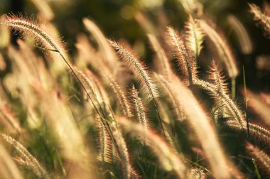 Tropikal çimen arkasında güneş ışığı.