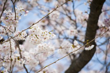 Japon beyaz çiçek sakura