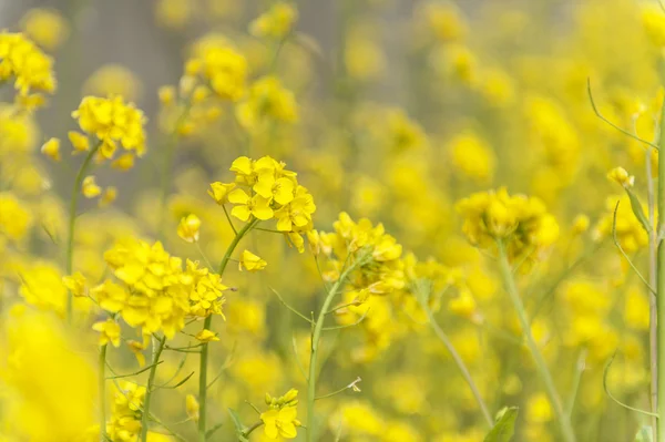 Flor amarela e abelha de ninhada no japão — Fotografia de Stock