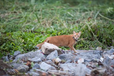 Büyük kedi içinde belgili tanımlık vahşi.
