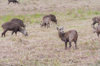 Çayırdaki geyik sürüsü