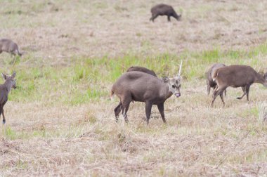 Çayırdaki geyik sürüsü