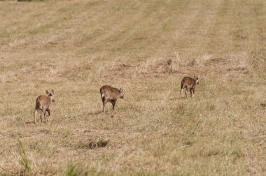 Çayırdaki geyik sürüsü