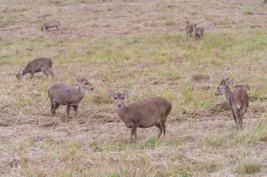 Çayırdaki geyik sürüsü