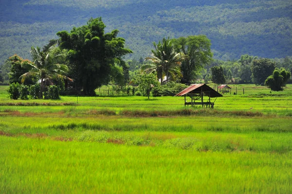 Berg und Bauernhof in Thailand — Stockfoto