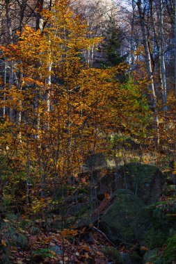 Kara Stolpich Deresi 'nin derin ormanlarında sonbahar renklerinde. Liberec Bölgesi, Çek Cumhuriyeti.