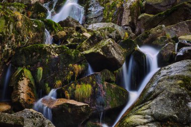 Dere ve Büyük (Büyük) Stolpich Şelaleleri, Jizera Dağı 'nda sonbaharda uzun süre görülür. Su, granit taşlar ve yeşil yosunlarla kaplı kayalarla dolu derin bir orman kanyonuna düşer. Liberec Bölgesi, Çek Cumhuriyeti.