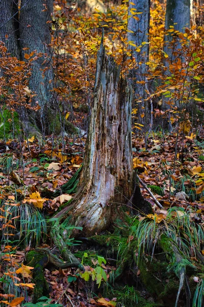 Głęboki Las Dolinie Black Stolpich Creek Jesiennych Kolorach Region Liberecki — Zdjęcie stockowe