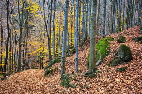 Deep forest in Black Stolpich creek valley in fall colors. Liberec Region, Czech Republic.