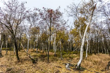 Yaprak döken ormanda sonbahar sisli sabahı. Alçak güneş ağaçların ve sislerin arasından parlıyor ve yaprakların ve uzun otların boyaları. Kuzeybatı Bohemya 'daki Decinsky Sneznik tepesinin etrafındaki dağ manzarası