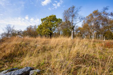 Yaprak döken ormanda sonbahar sisli sabahı. Alçak güneş ağaçların ve sislerin arasından parlıyor ve yaprakların ve uzun otların boyaları. Kuzeybatı Bohemya 'daki Decinsky Sneznik tepesinin etrafındaki dağ manzarası