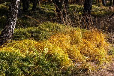 Yaprak döken ormanda sonbahar sisli sabahı. Alçak güneş ağaçların ve sislerin arasından parlıyor ve yaprakların ve uzun otların boyaları. Kuzeybatı Bohemya 'daki Decinsky Sneznik tepesinin etrafındaki dağ manzarası