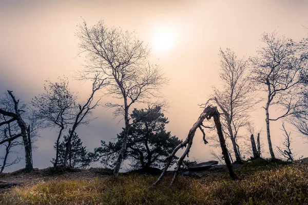 Jesienny Mglisty Poranek Liściastym Lesie Niskie Słońce Świeci Między Drzewami — Zdjęcie stockowe