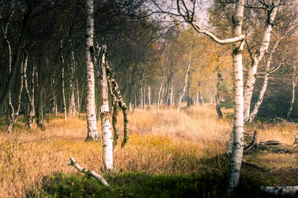 Jesienny Mglisty Poranek Liściastym Lesie Niskie Słońce Świeci Między Drzewami — Zdjęcie stockowe