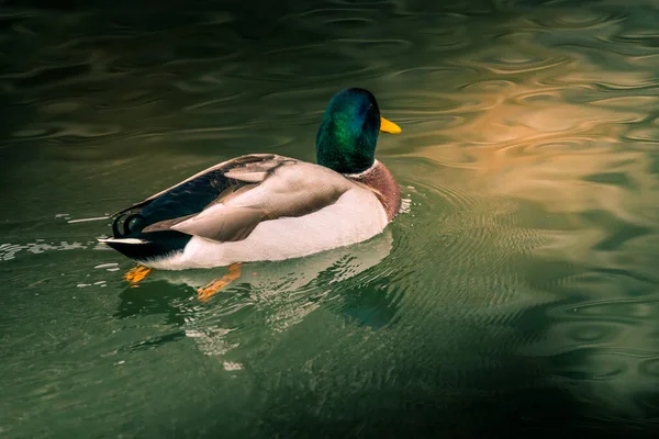 Birds and animals in wildlife concept. Amazing mallard duck swims in lake or river with blue water under sunlight landscape. Closeup perspective of funny duck.