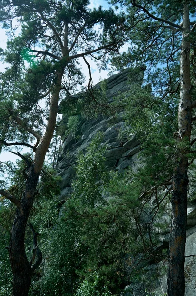 松林の中の岩壁 夏の晴れた日 — ストック写真