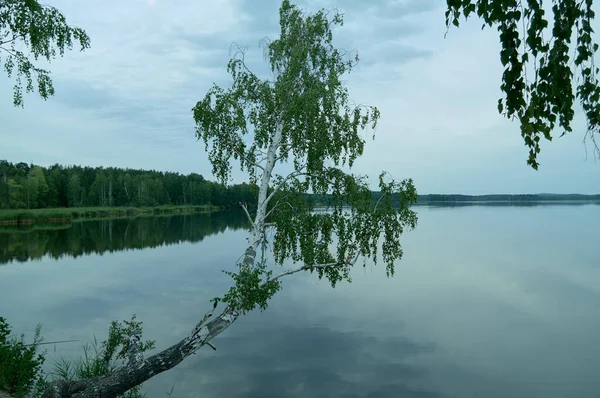 池の岸に白樺の木 夏の風景 — ストック写真