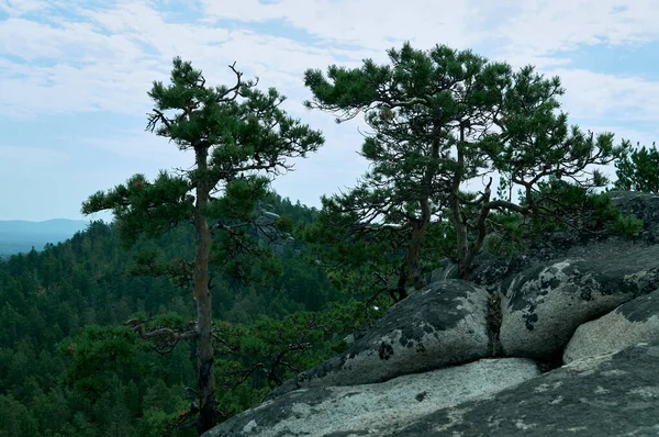 手前に松の木がある美しい山の風景 — ストック写真