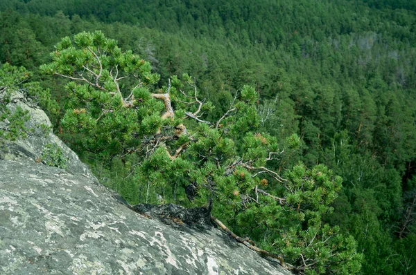 Pin Alpin Sur Paroi Rocheuse — Photo