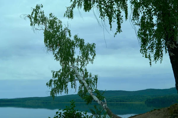 池の岸に白樺の木 夏の風景 — ストック写真
