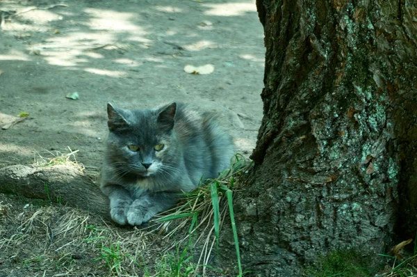 Gri kedi ağacın köklerine uzanıyor.