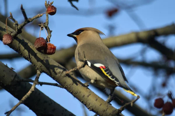 Ağaçtaki küçük kuş. Waxwing böğürtlenli bir dala tünedi.